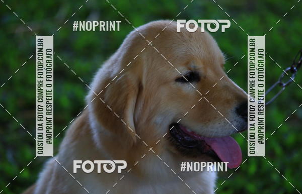 Buy your photos of the eventExpocani Vai Tot Canicross on Fotop