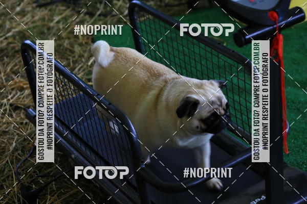 Buy your photos of the eventExpocani Vai Tot Canicross on Fotop