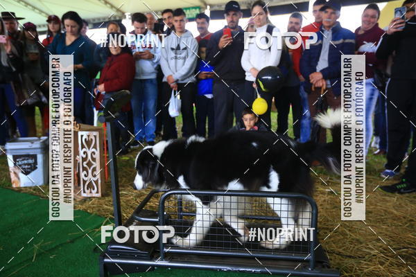 Compre as suas fotos do eventoExpocani Vai Tot Canicross no Fotop