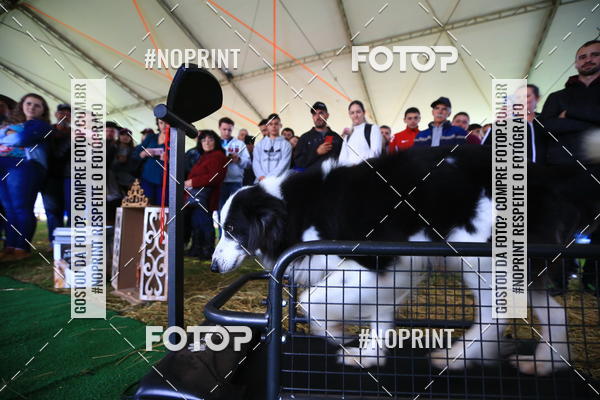 Compre as suas fotos do eventoExpocani Vai Tot Canicross no Fotop