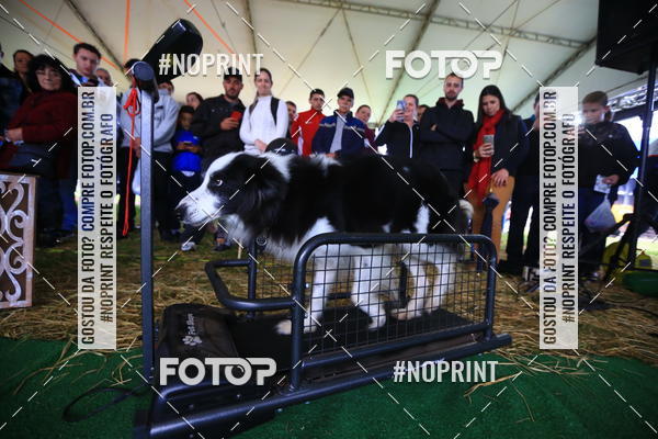Compre as suas fotos do eventoExpocani Vai Tot Canicross no Fotop