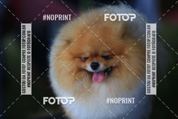 Compre as suas fotos do eventoExpocani Vai Tot Canicross no Fotop