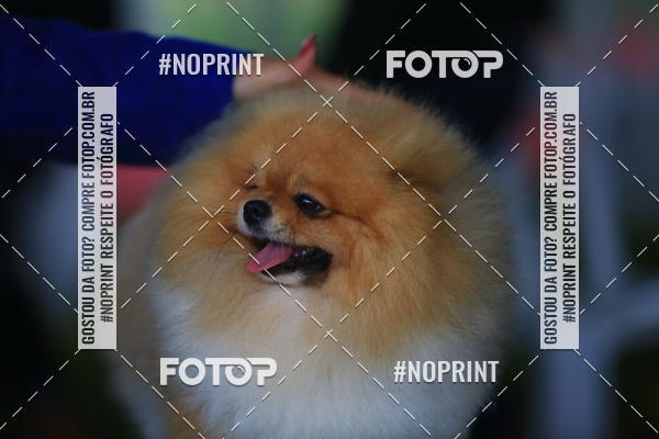 Compre as suas fotos do eventoExpocani Vai Tot Canicross no Fotop