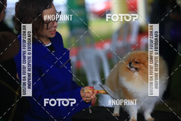 Compre as suas fotos do eventoExpocani Vai Tot Canicross no Fotop