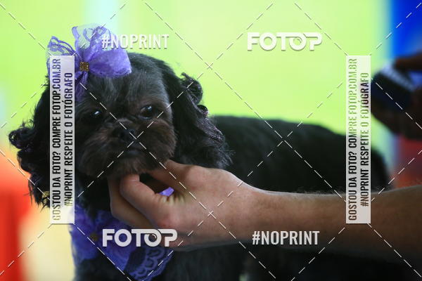 Compre as suas fotos do eventoExpocani Vai Tot Canicross no Fotop