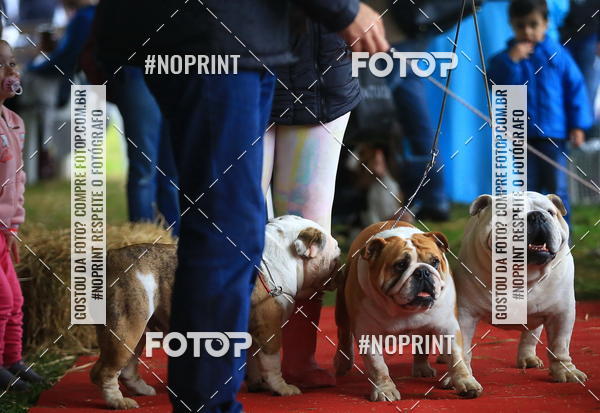 Buy your photos of the eventExpocani Vai Tot Canicross on Fotop