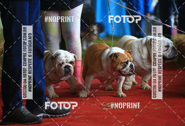 Buy your photos of the eventExpocani Vai Tot Canicross on Fotop