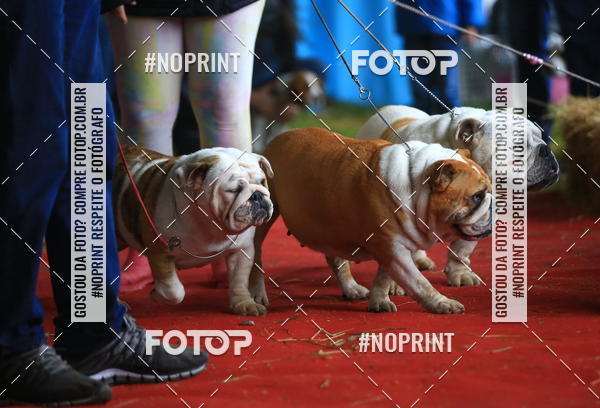 Buy your photos of the eventExpocani Vai Tot Canicross on Fotop
