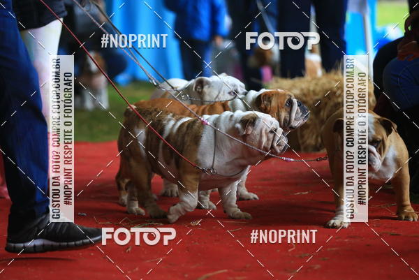 Buy your photos of the eventExpocani Vai Tot Canicross on Fotop