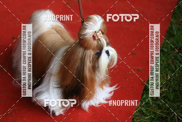 Buy your photos of the eventExpocani Vai Tot Canicross on Fotop