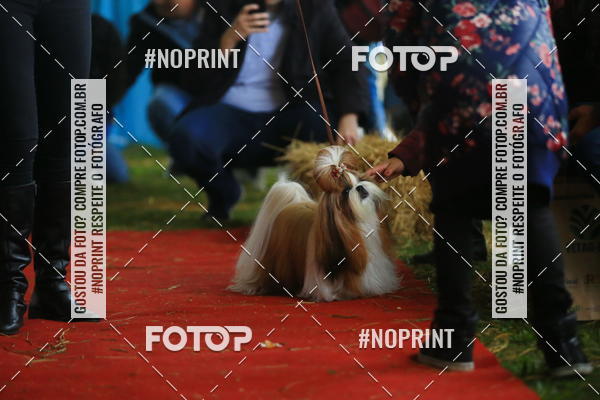 Buy your photos of the eventExpocani Vai Tot Canicross on Fotop