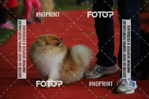 Buy your photos of the eventExpocani Vai Tot Canicross on Fotop