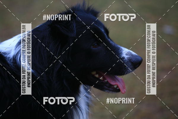 Buy your photos of the eventExpocani Vai Tot Canicross on Fotop