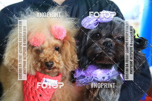 Buy your photos of the eventExpocani Vai Tot Canicross on Fotop