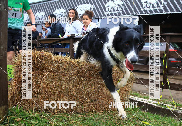 Buy your photos of the eventExpocani Vai Tot Canicross on Fotop