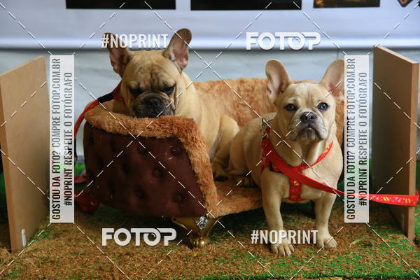 Buy your photos of the eventExpocani Vai Tot Canicross on Fotop