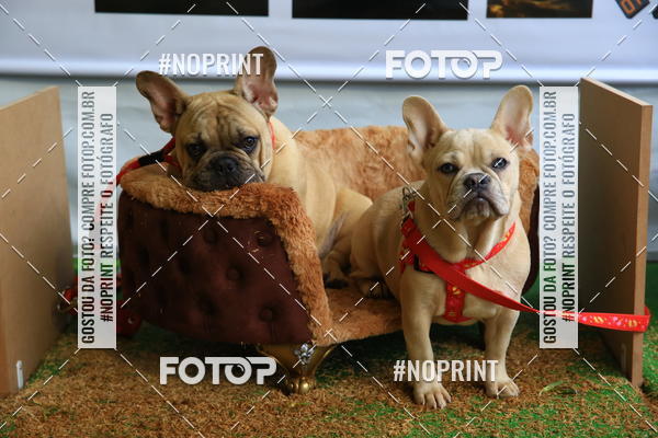 Buy your photos of the eventExpocani Vai Tot Canicross on Fotop