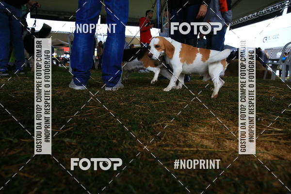 Buy your photos of the eventExpocani Vai Tot Canicross on Fotop