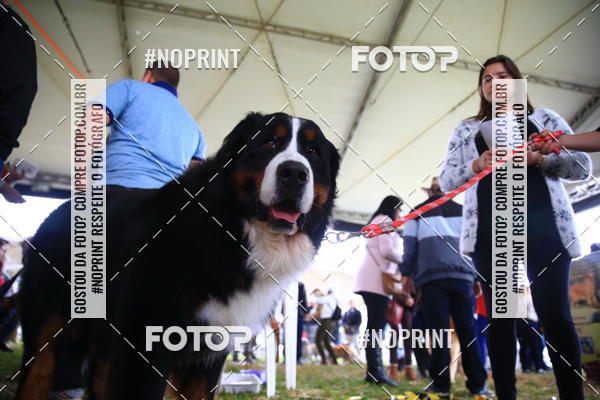 Buy your photos of the eventExpocani Vai Tot Canicross on Fotop