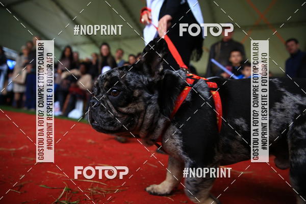 Buy your photos of the eventExpocani Vai Tot Canicross on Fotop