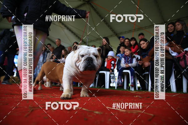 Buy your photos of the eventExpocani Vai Tot Canicross on Fotop