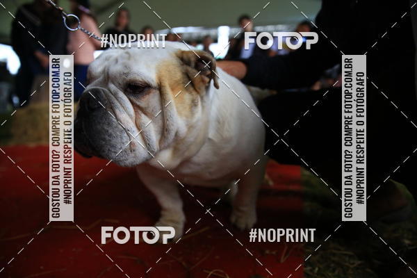 Buy your photos of the eventExpocani Vai Tot Canicross on Fotop