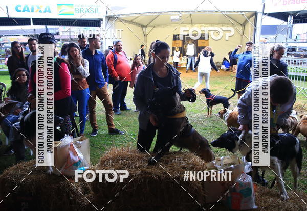 Buy your photos of the eventExpocani Vai Tot Canicross on Fotop