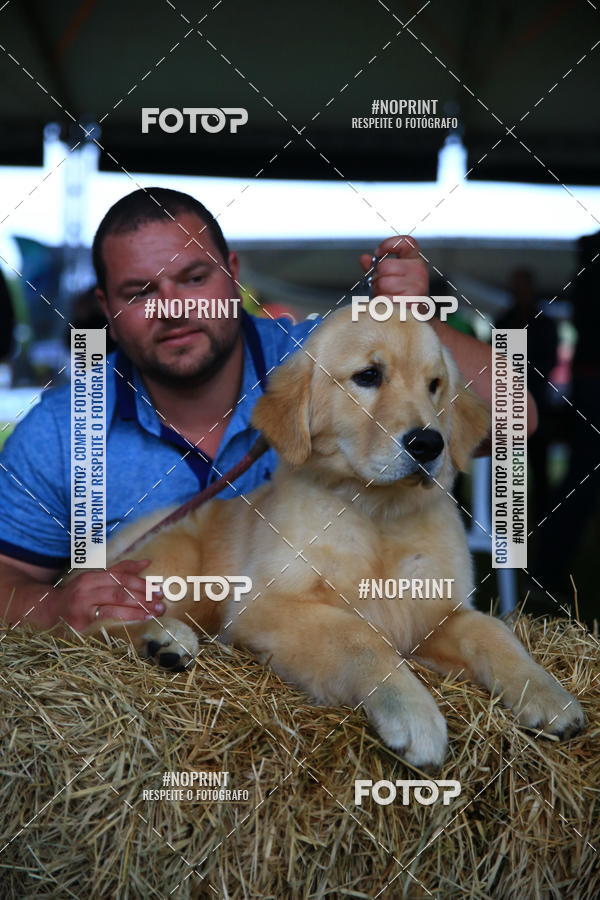 Buy your photos of the eventExpocani Vai Tot Canicross on Fotop