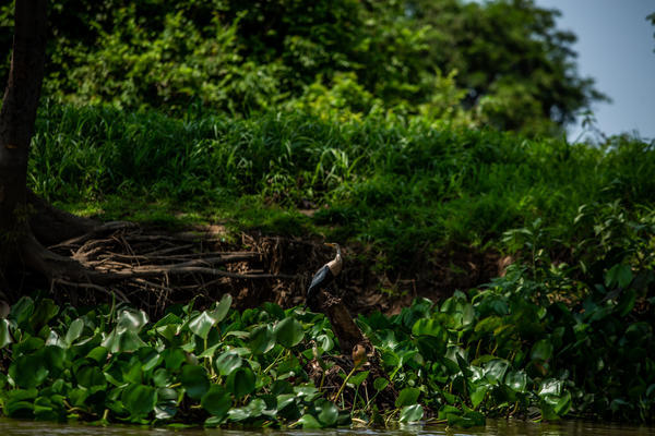 Buy your photos of the eventBota Pra Correr Pantanal on Fotop