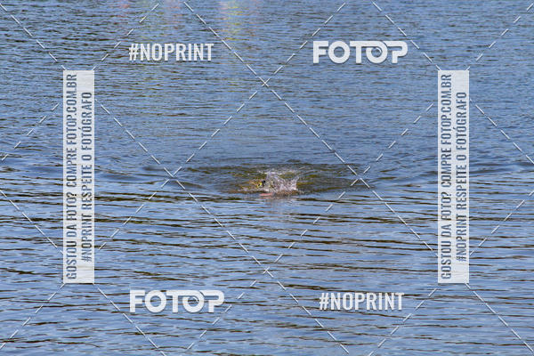 Buy your photos of the eventREVEZAMENTO 10K DE NATA��O JULIO VICU�A on Fotop