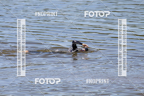 Buy your photos of the eventREVEZAMENTO 10K DE NATA��O JULIO VICU�A on Fotop