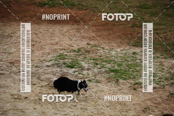 Buy your photos of the eventKaluan� Trail e Canicross - Irisphoto on Fotop