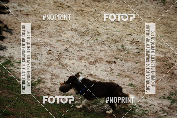 Buy your photos of the eventKaluan� Trail e Canicross - Irisphoto on Fotop