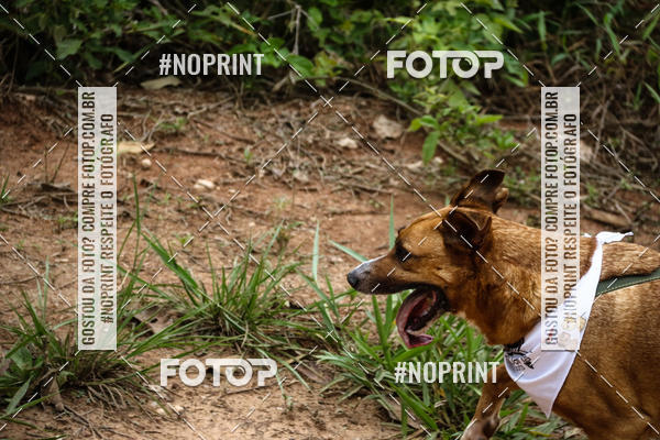 Buy your photos of the eventKaluan� Trail e Canicross - Irisphoto on Fotop