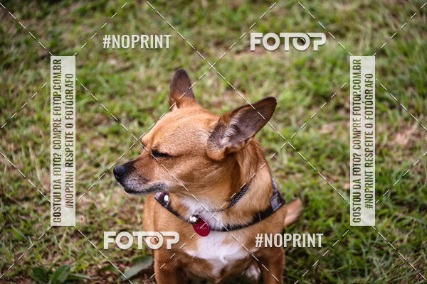 Buy your photos of the eventKaluan� Trail e Canicross - Irisphoto on Fotop