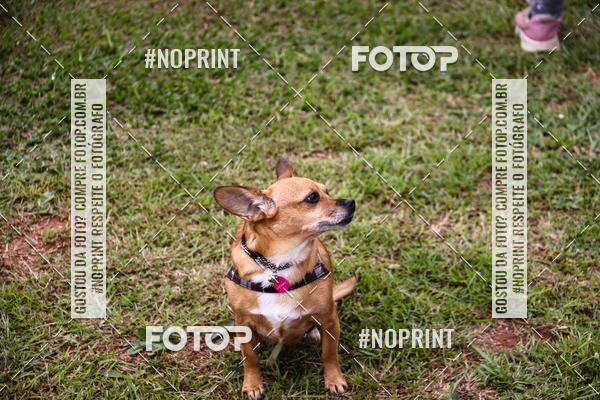 Buy your photos of the eventKaluan� Trail e Canicross - Irisphoto on Fotop