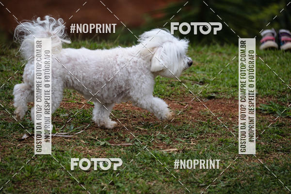 Buy your photos of the eventKaluan� Trail e Canicross - Irisphoto on Fotop