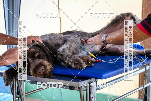 Acquista le foto dell'eventoKaluan� Trail e Canicross - Irisphoto in Fotop