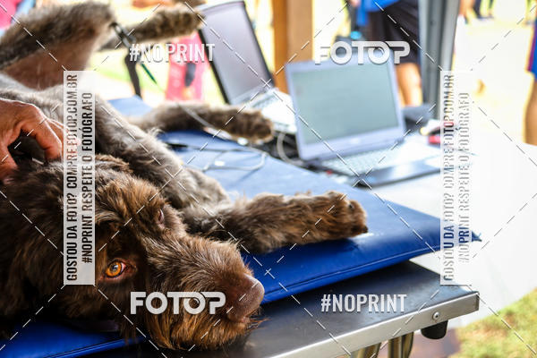 Acquista le foto dell'eventoKaluan� Trail e Canicross - Irisphoto in Fotop