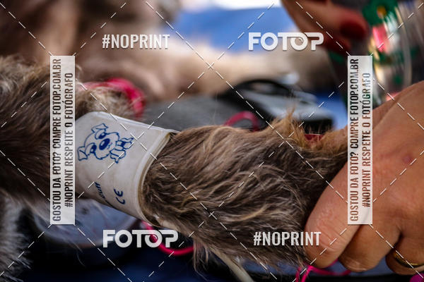 Acquista le foto dell'eventoKaluan� Trail e Canicross - Irisphoto in Fotop