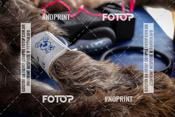 Acquista le foto dell'eventoKaluan� Trail e Canicross - Irisphoto in Fotop