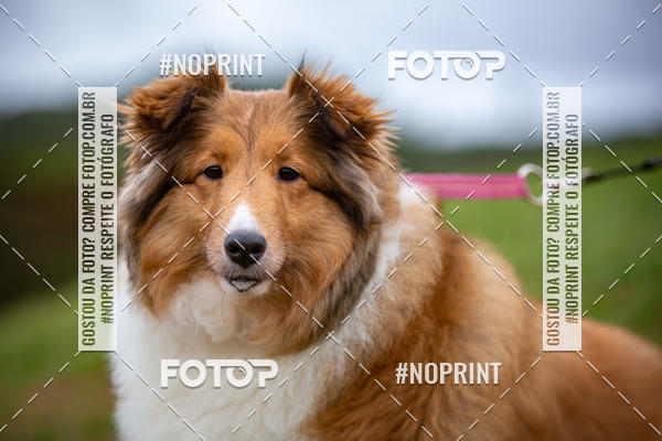 Buy your photos of the eventKaluan� Trail e Canicross - Irisphoto on Fotop