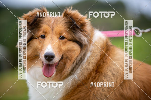 Buy your photos of the eventKaluan� Trail e Canicross - Irisphoto on Fotop