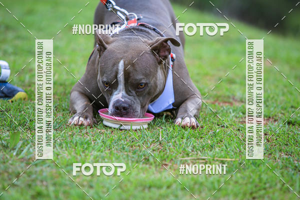 Buy your photos of the eventKaluan� Trail e Canicross - Irisphoto on Fotop