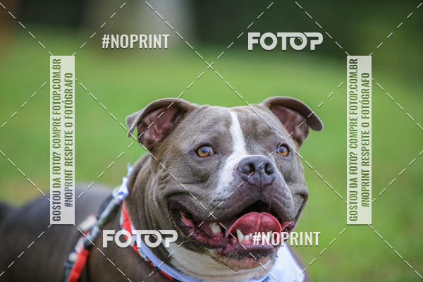 Buy your photos of the eventKaluan� Trail e Canicross - Irisphoto on Fotop