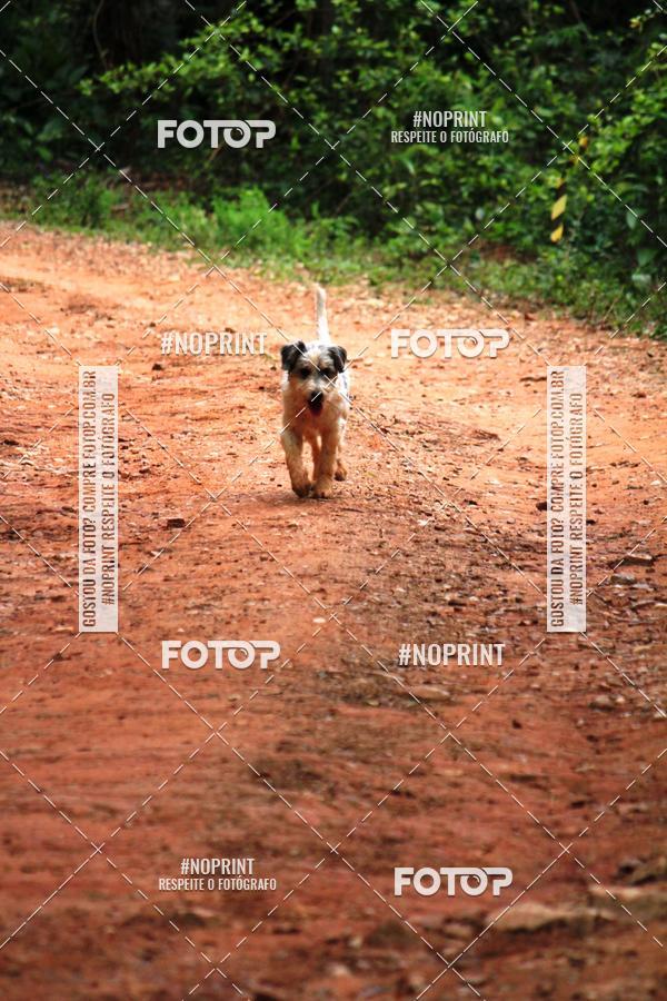 Buy your photos of the eventKaluan� Trail e Canicross - Irisphoto on Fotop