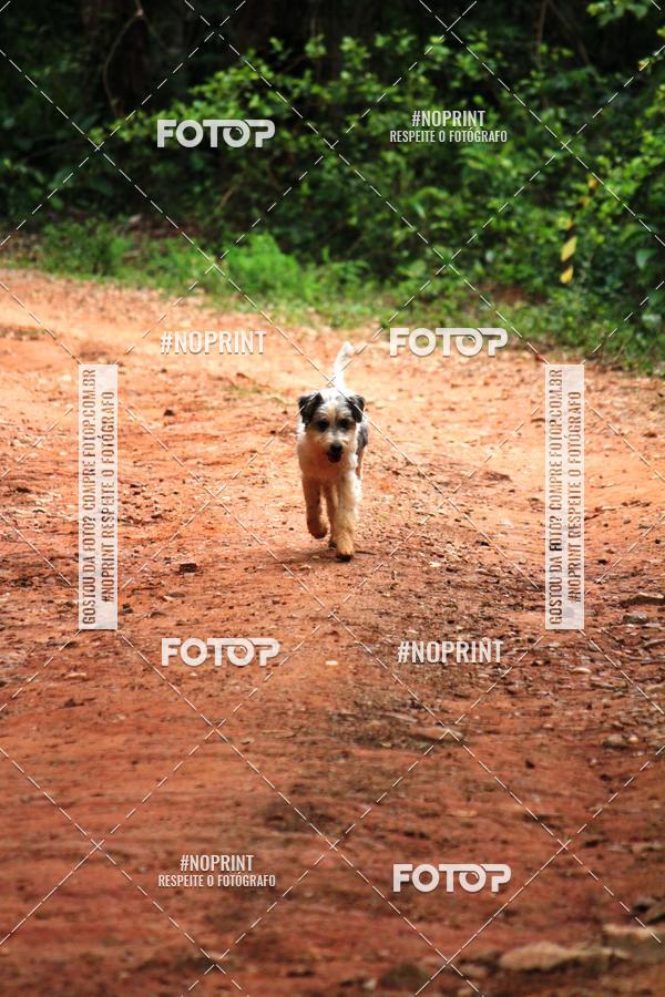 Buy your photos of the eventKaluan� Trail e Canicross - Irisphoto on Fotop