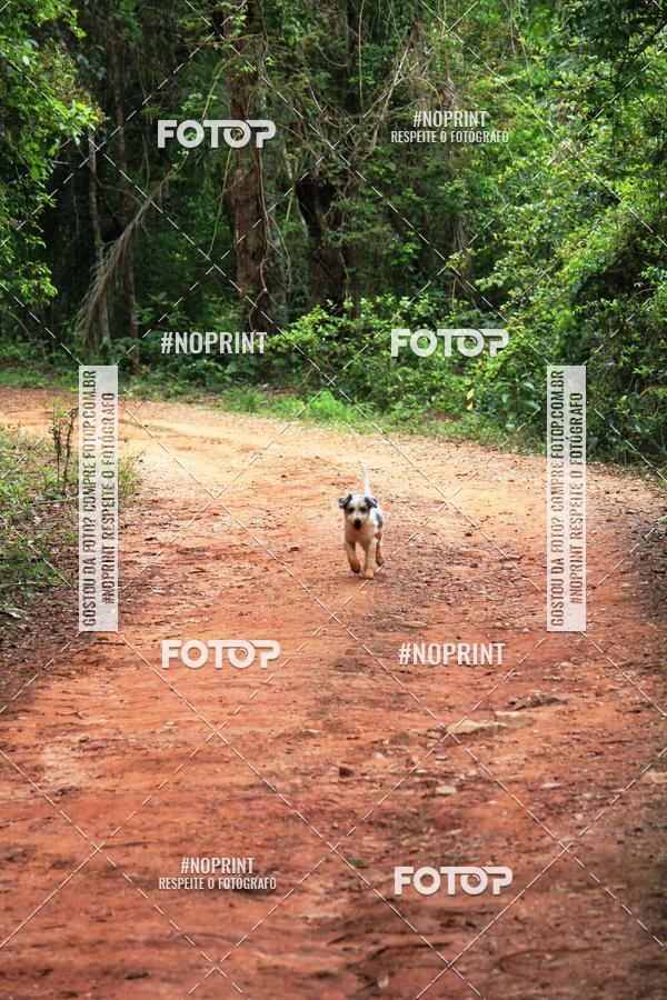 Buy your photos of the eventKaluan� Trail e Canicross - Irisphoto on Fotop