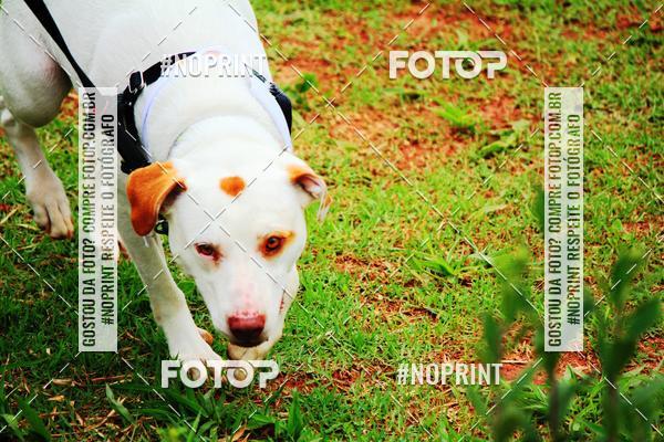 Buy your photos of the eventKaluan� Trail e Canicross - Irisphoto on Fotop