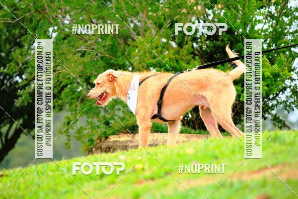 Buy your photos of the eventKaluan� Trail e Canicross - Irisphoto on Fotop